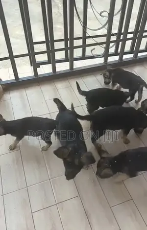 1-3 months Female Purebred German Shepherd