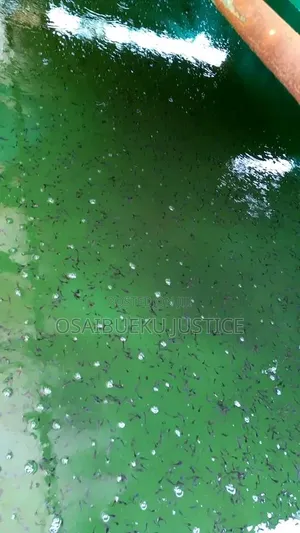 Catfish Fingerlings