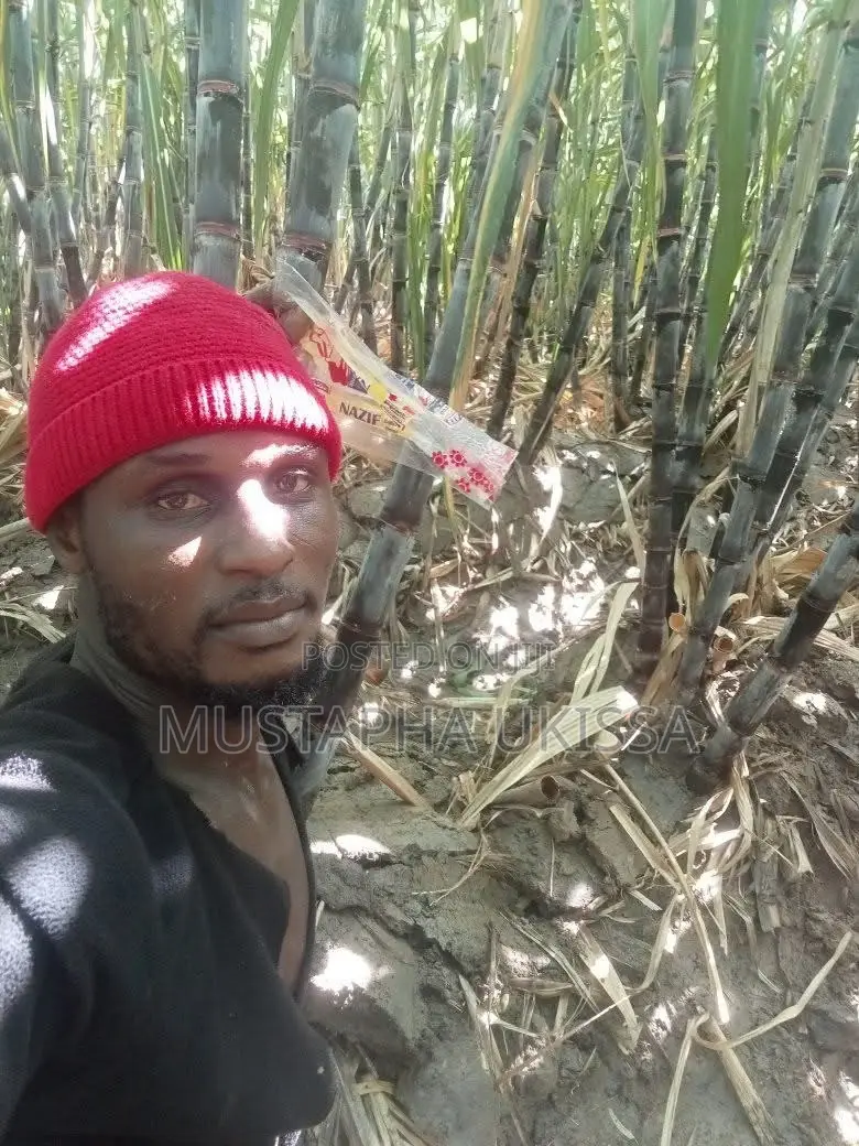 Sugar Cane