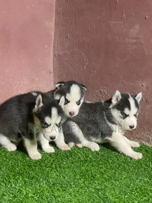 1-3 months Male Purebred Siberian Husky