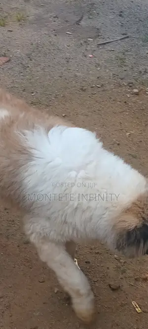 6-12 months Male Purebred Caucasian Shepherd