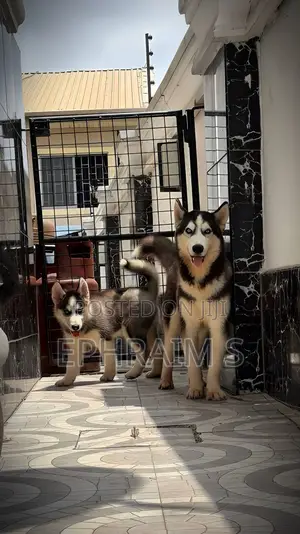 1-3 months Male Purebred Siberian Husky