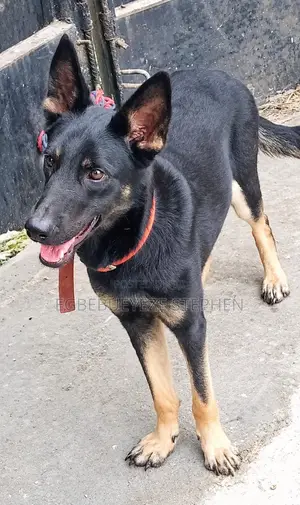 6-12 months Female Purebred German Shepherd