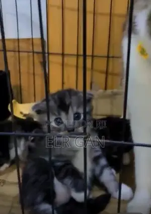 1-3 months Female Purebred Persian