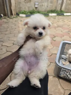 1-3 months Female Purebred American Eskimo