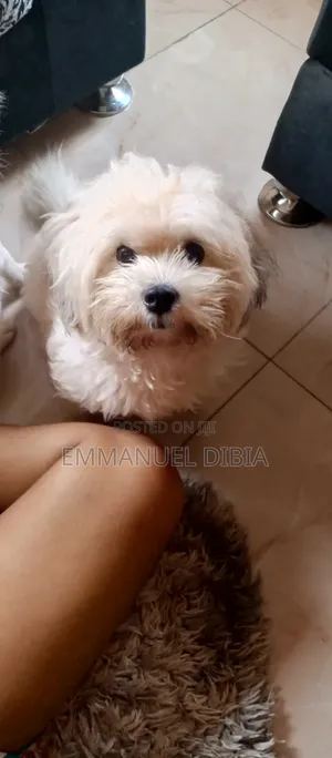 1+ year Male Mixed Breed Lhasa Apso