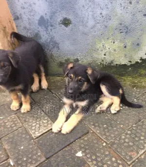 1-3 months Male Purebred German Shepherd