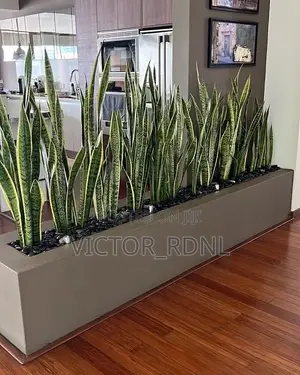 Snake Plant Flower Pots