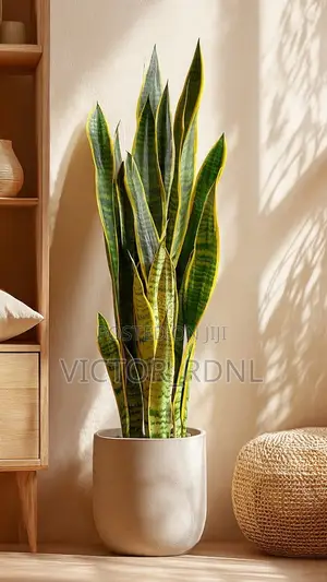 Snake Plant Flower Pots