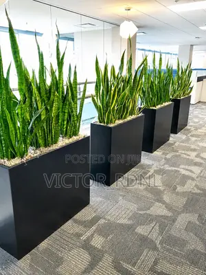 Snake Plant Flower Pots