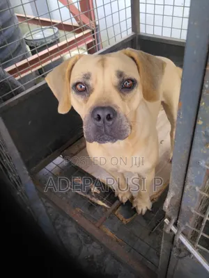 1+ year Female Purebred Boerboel