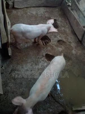 Pigs of Good Quality With Unborn Piglet