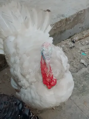 Very Healthy Live Turkey