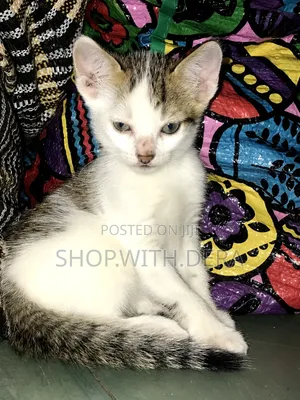 1-3 months Male Mixed Breed Cat