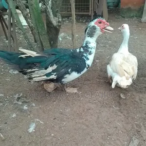 Mature Male and Female Duck Available for Sale