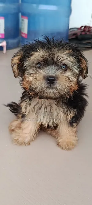 1-3 months Female Purebred Lhasa Apso