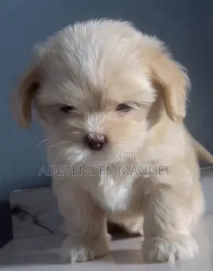 1-3 months Female Purebred Lhasa Apso