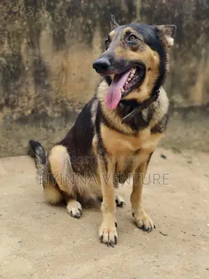 1+ year Female Purebred German Shepherd