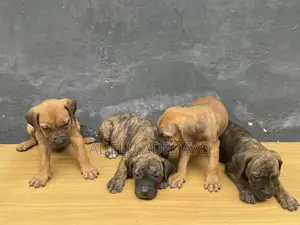 1-3 months Female Purebred Boerboel