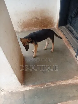1-3 months Female Purebred German Shepherd