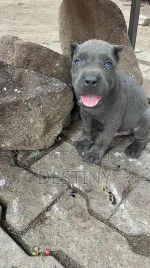 1-3 months Male Purebred Cane Corso