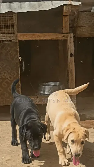 3-6 months Female Purebred Labrador Retriever
