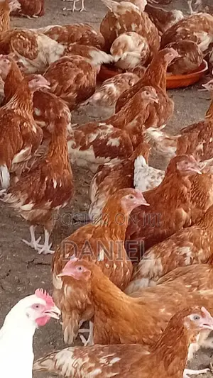 Point of Cage Birds(13weeks)