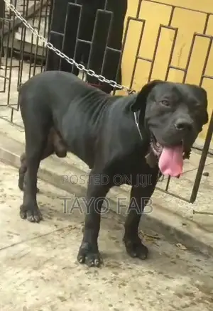 1+ year Male Purebred Boerboel