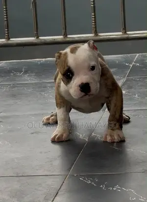 1-3 months Female Purebred American Bully