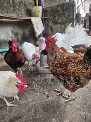 Noiler Chicken 