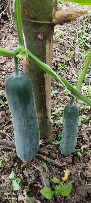 Farm Produce