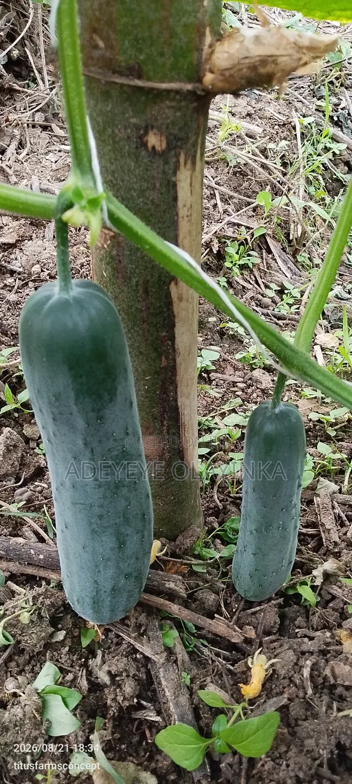 Farm Produce