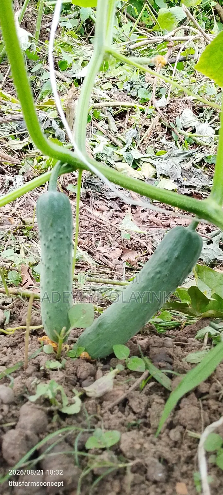 Farm Produce