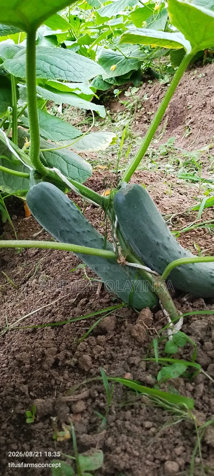 Farm Produce