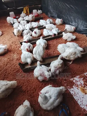 Title: 50 Healthy Live Broilers for Sale
