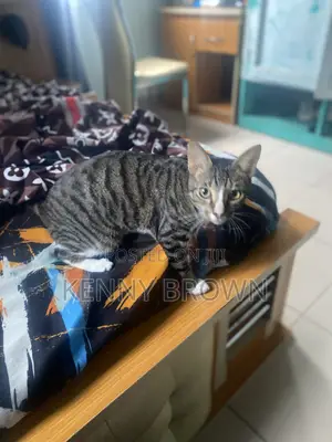6-12 months Male Mixed Breed Tabby