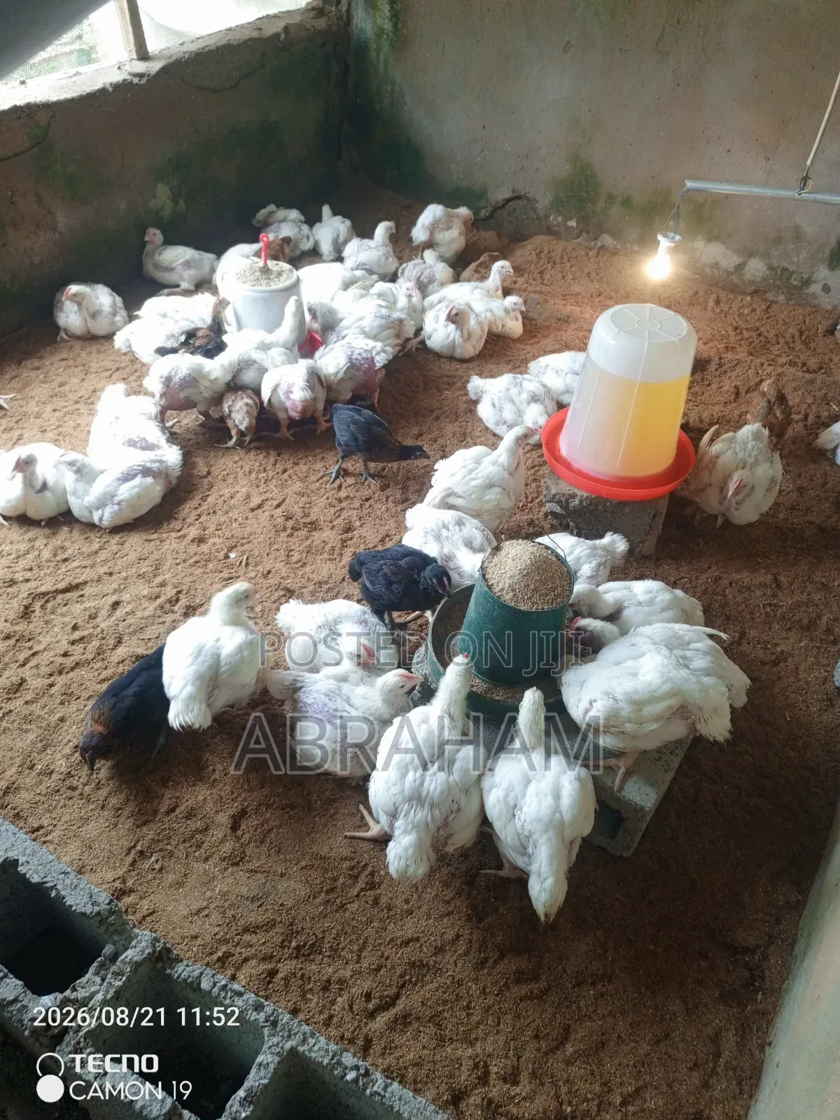 Broiler Chicken