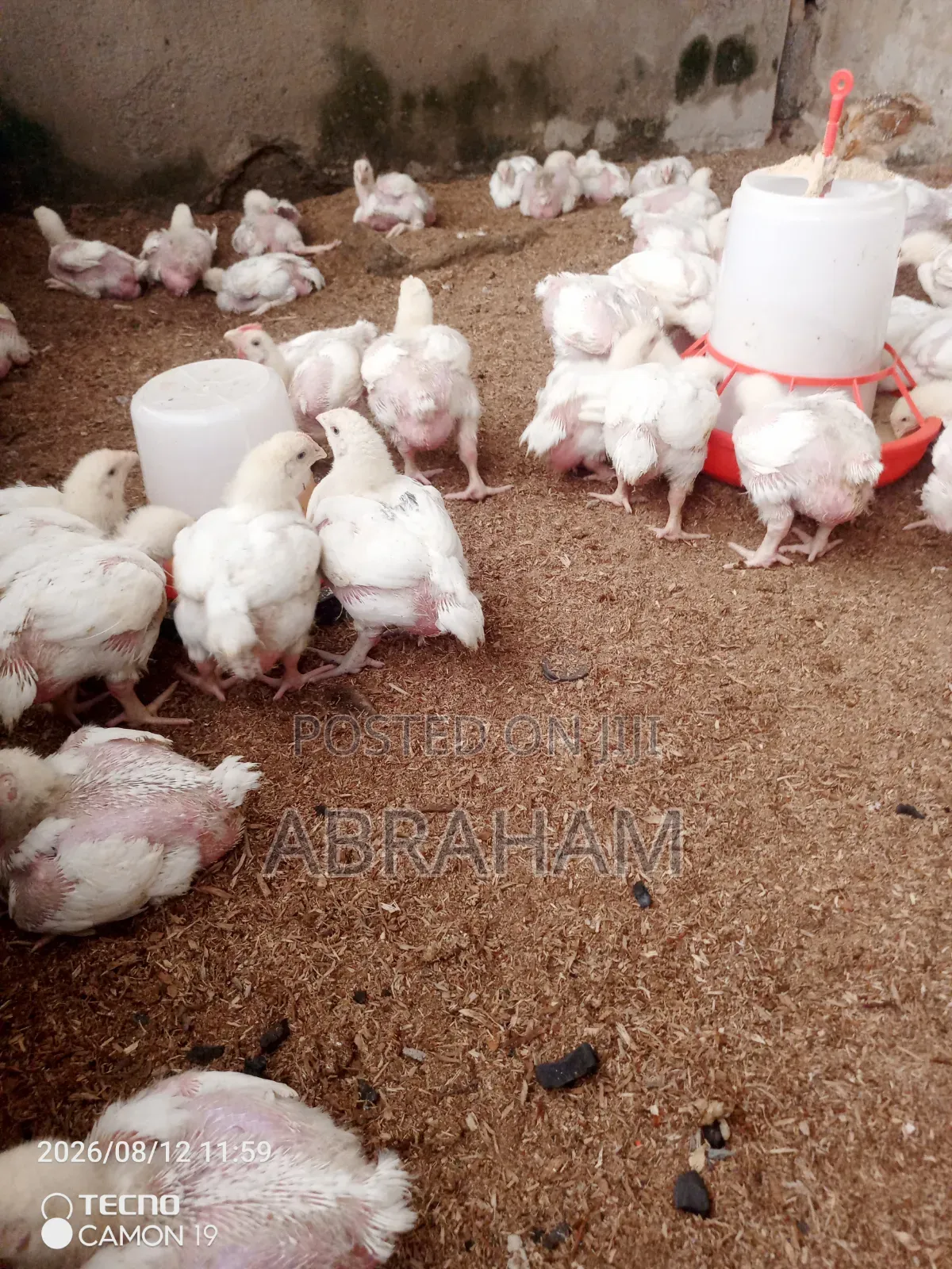 Broiler Chicken