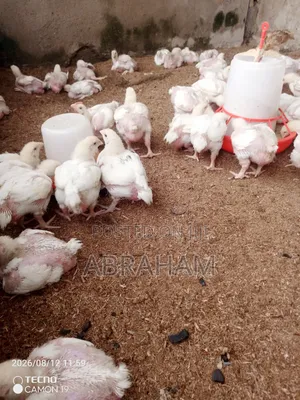 Broiler Chicken