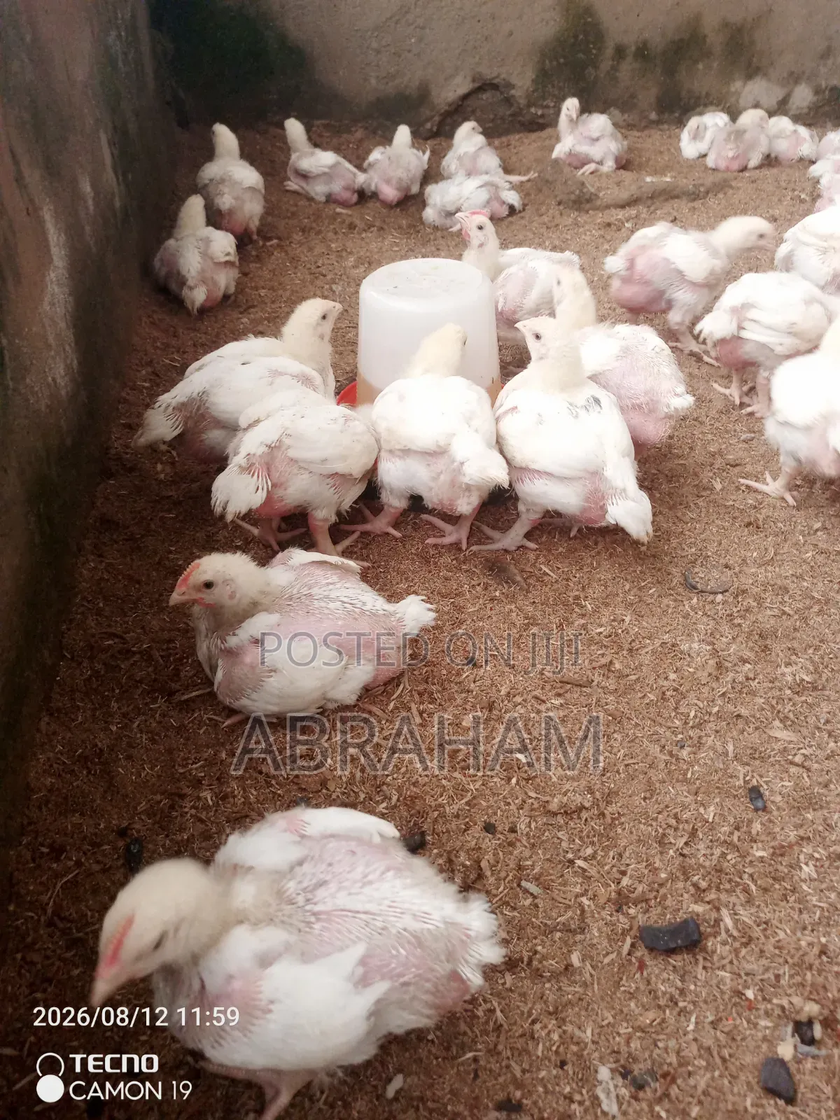 Broiler Chicken