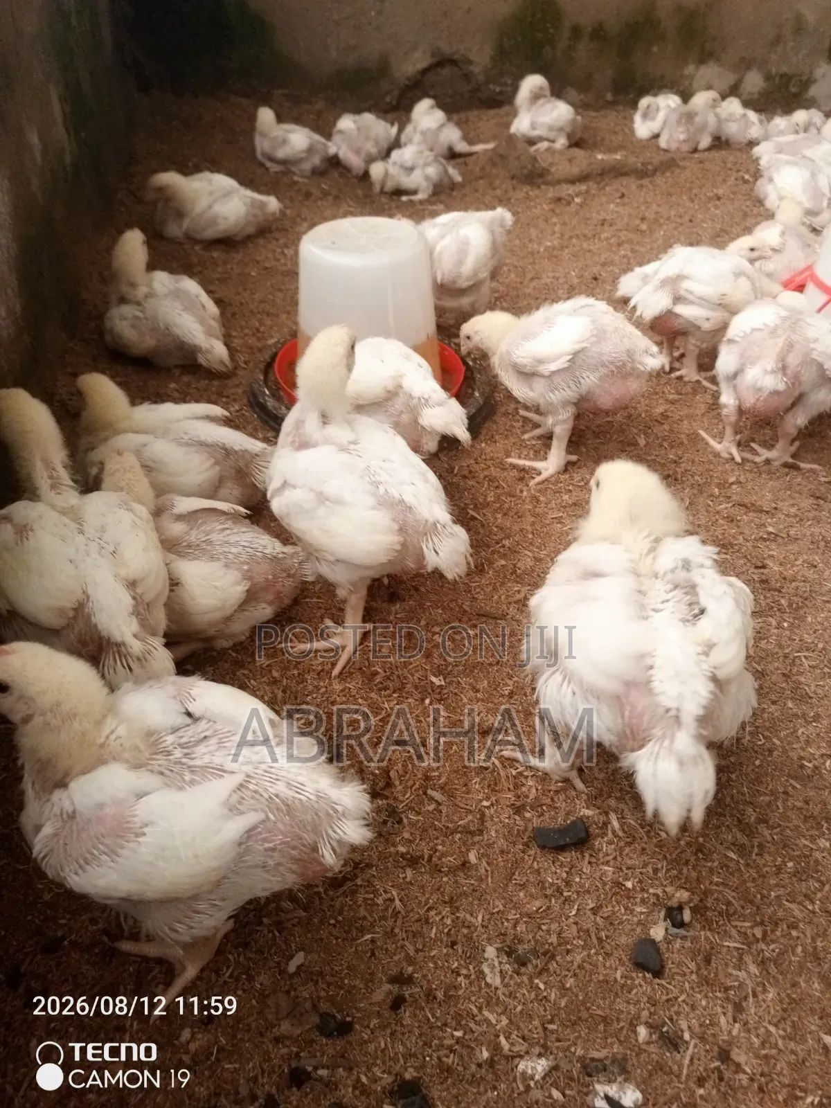 Broiler Chicken