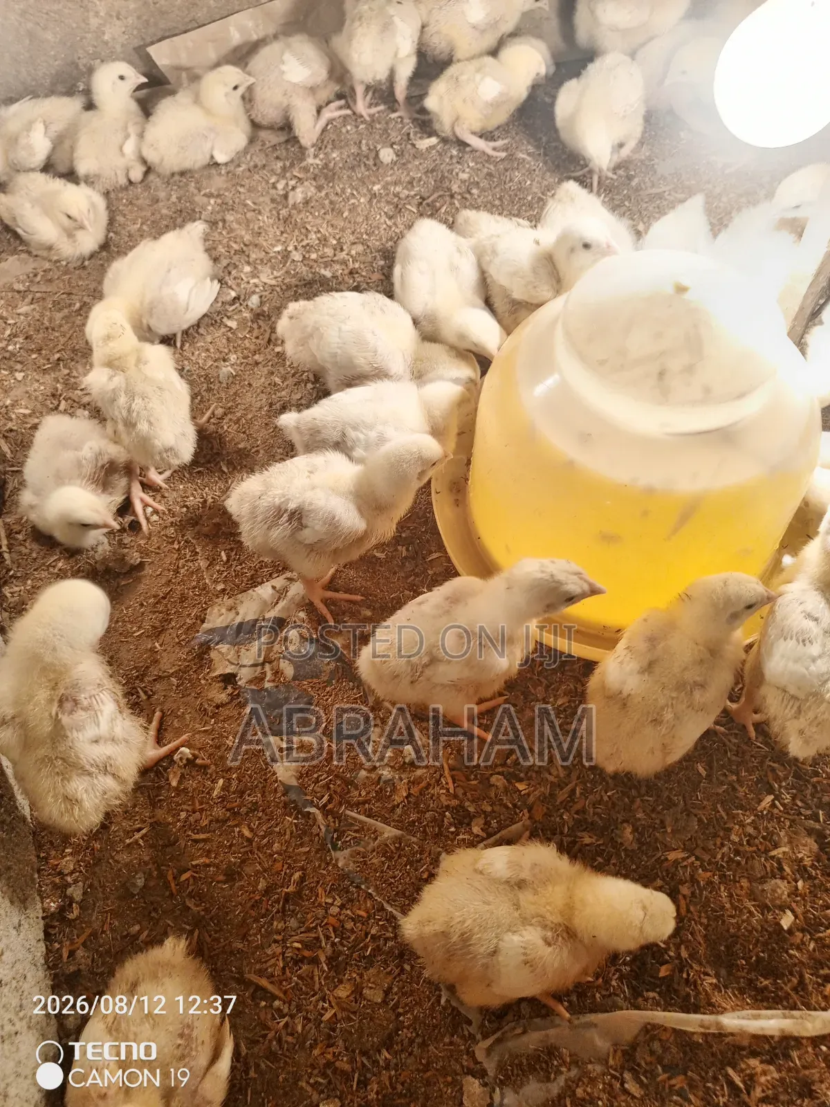 Broiler Chicken