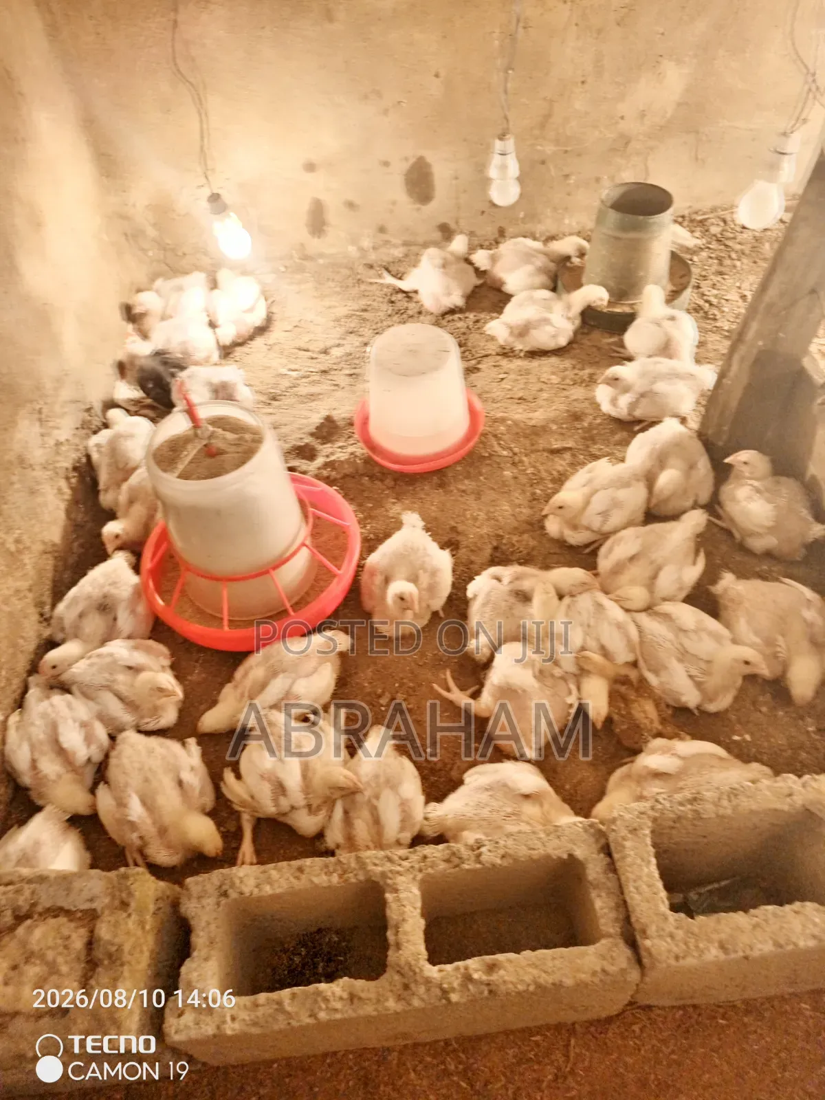 Broiler Chicken