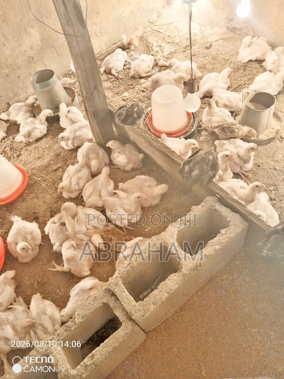 Broiler Chicken