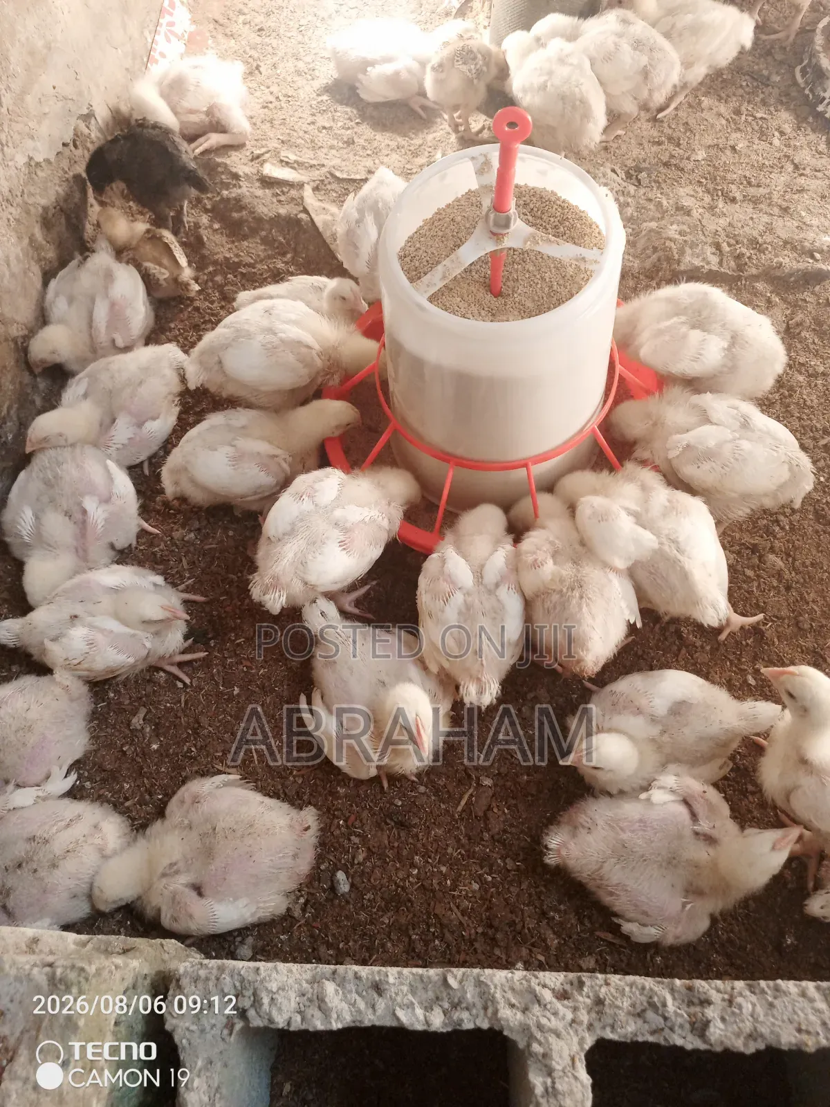 Broiler Chicken