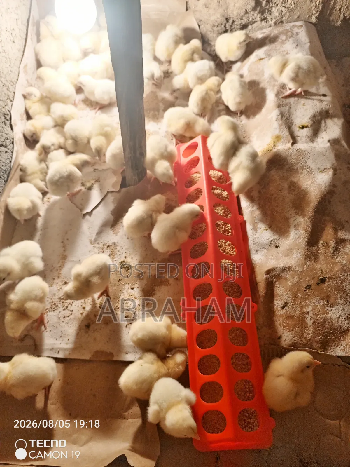 Broiler Chicken