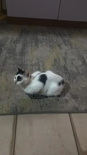 6-12 months Female Mixed Breed Cat