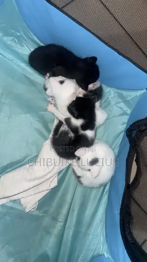 0-1 month Female Mixed Breed Cat