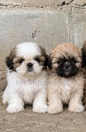 1-3 months Female Purebred Shih Tzu