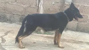 1+ year Male Purebred German Shepherd
